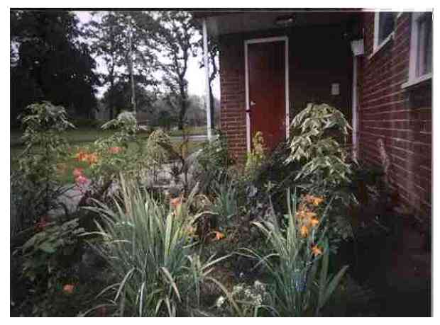 In Bloom cover pic